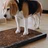Bark Potty