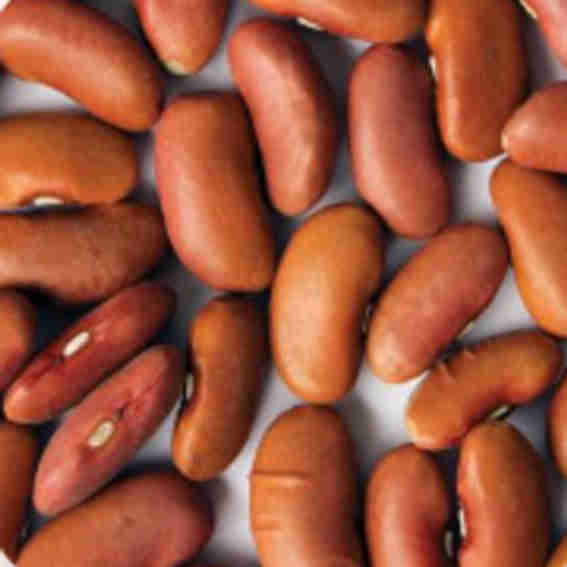 Zursun Idaho Heirloom Beans Reviews