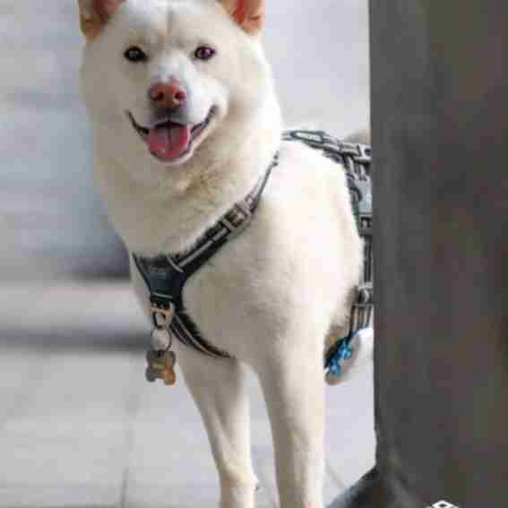 DOG Copenhagen Reviews
