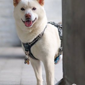 DOG Copenhagen