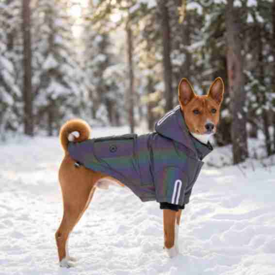 Silver Paw Reviews