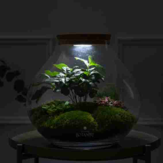 The Urban Botanist Reviews