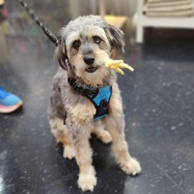 Petshion