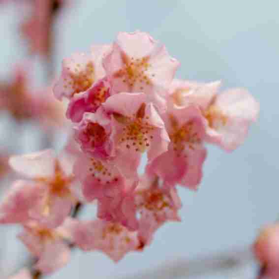 Nature Hills Nursery Reviews