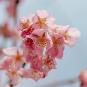 Nature Hills Nursery
