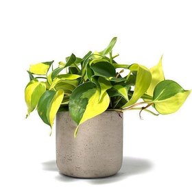 Desk Plants