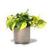 Desk Plants