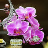 Diamond Scene