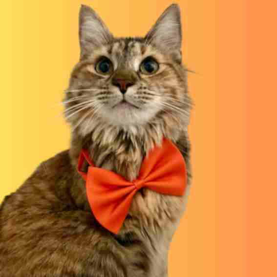 Binxties Reviews