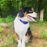 BravoWalk