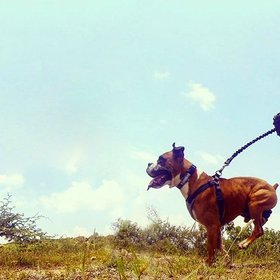 Stunt Puppy
