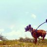 Stunt Puppy