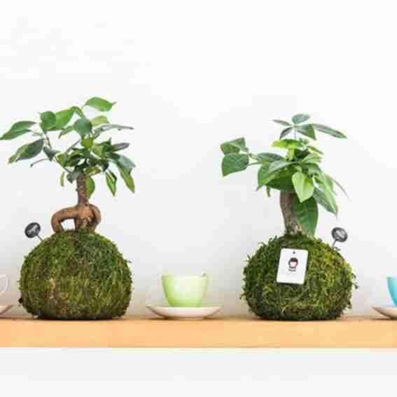 Kazumi Garden Reviews