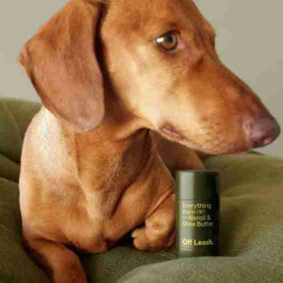 Always Off Leash Reviews