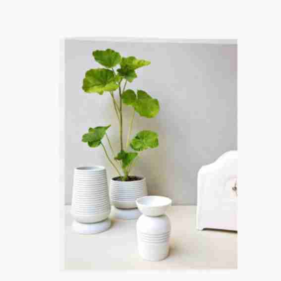 Saudade Collective Reviews
