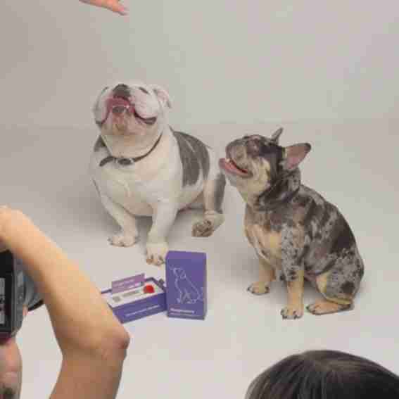 Pet Wealth Reviews
