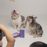 Pet Wealth