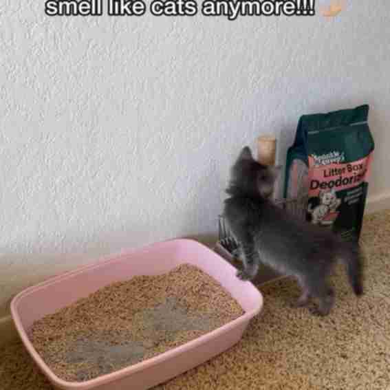 Sprinkle & Sweep Reviews