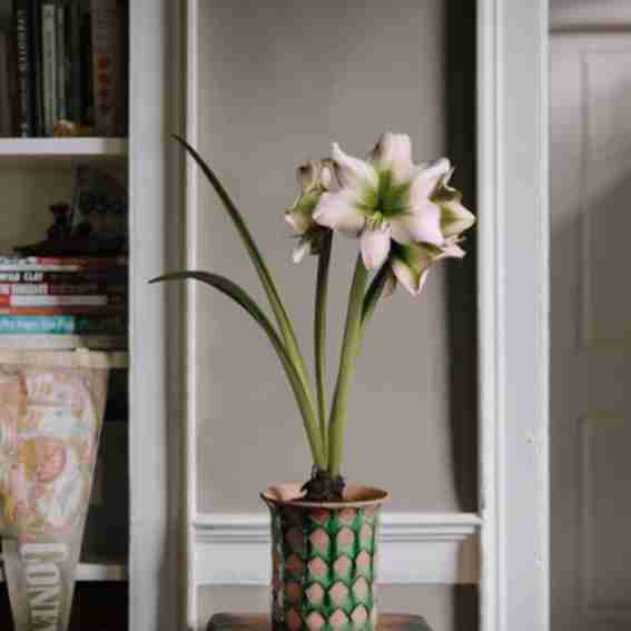 Spring Road Nursery Reviews