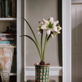Spring Road Nursery