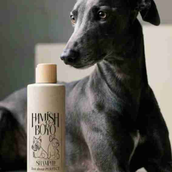 Hamish Boyo Reviews