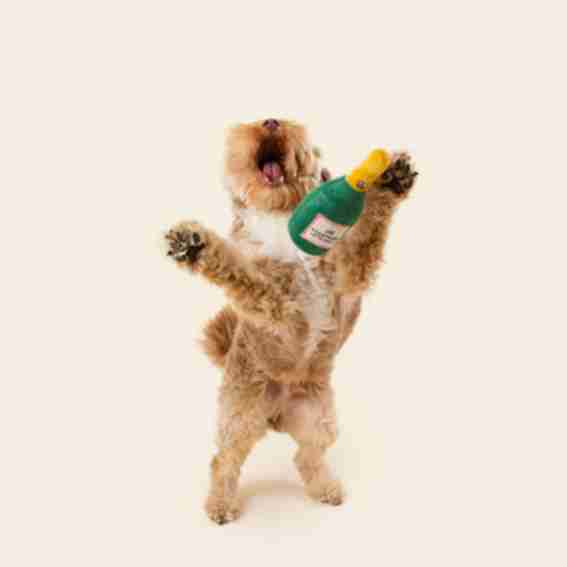 Juno Dog Co Reviews
