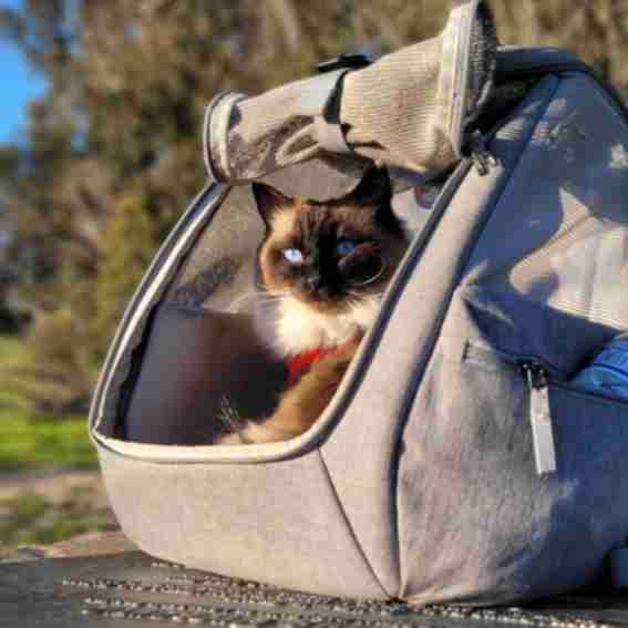 Travel Cat Reviews
