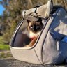 Travel Cat