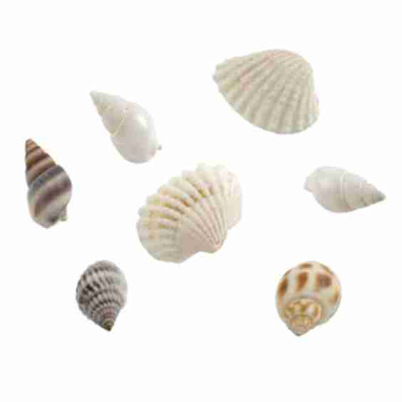 Shell Beads