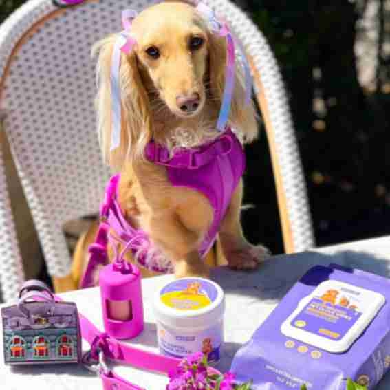 HICC Pet Reviews