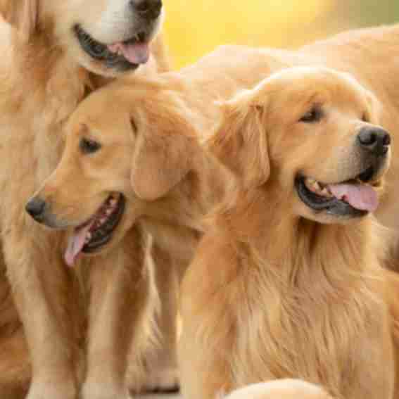 Goldendogfarm.com Reviews