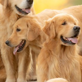 Goldendogfarm.com