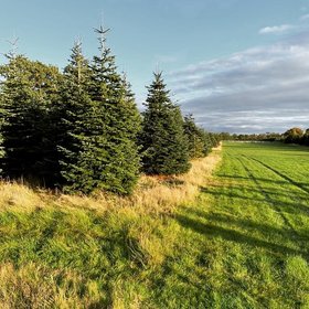 Real Christmas Trees