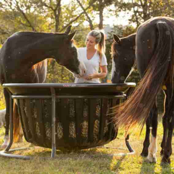 Texas Haynet Reviews