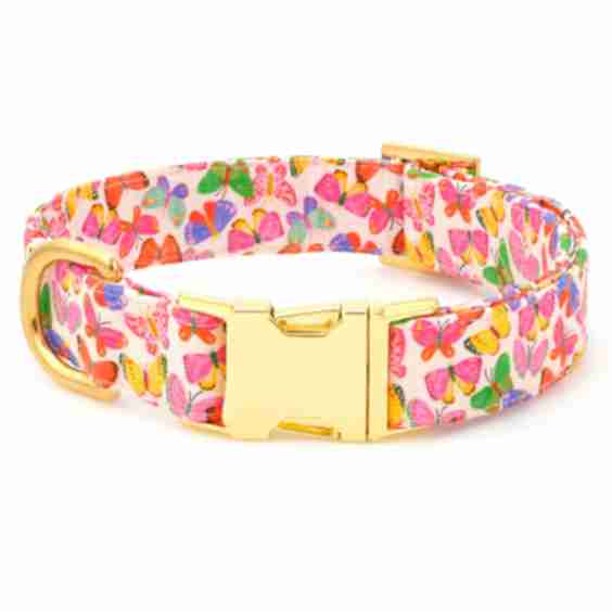 Bright Butterflies Dog Collar