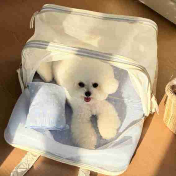 Dolly Pet Reviews