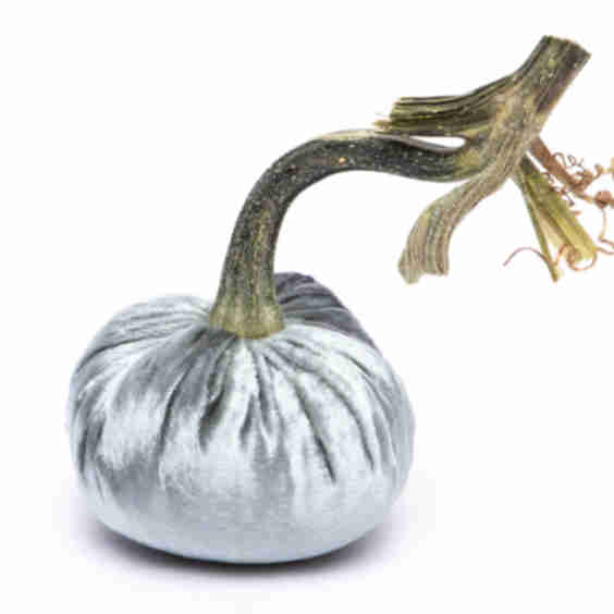 Silk Pumpkin