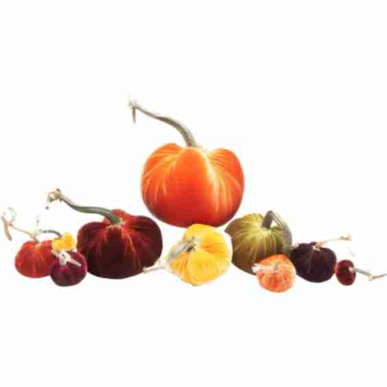 Exclusive Traditional Full Harvest Set