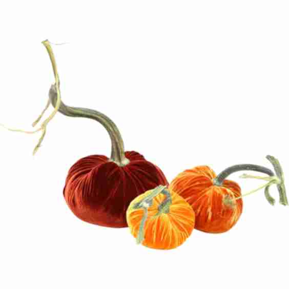 Exclusive Pumpkin Trio