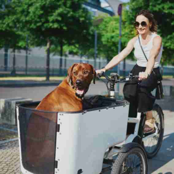 Butchers & Bicycles Reviews