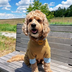 Puppy Gallery