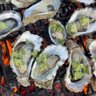 Hama Hama Oysters