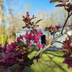 Alliance of Native Seed Keepers