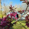 Alliance of Native Seed Keepers