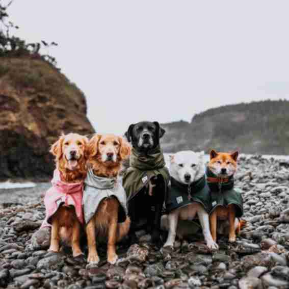 VOYAGERS K9 APPAREL Reviews