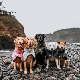 VOYAGERS K9 APPAREL