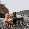 VOYAGERS K9 APPAREL