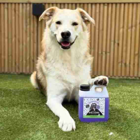 Bugalugs Pet Care Reviews