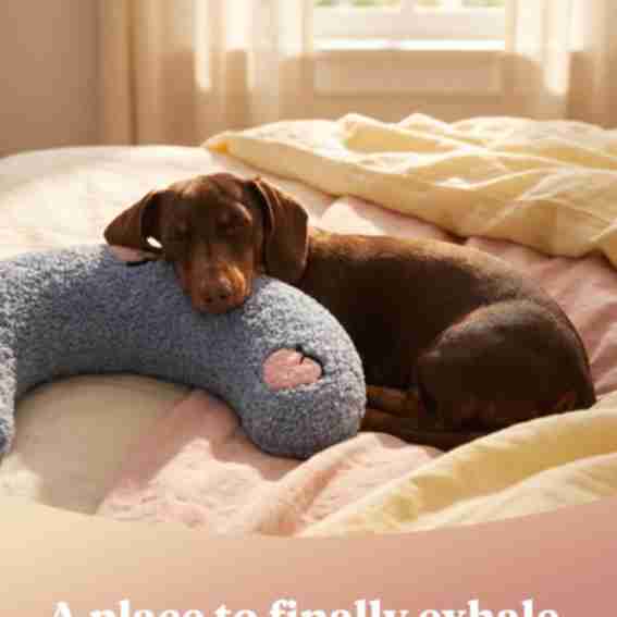 PawCalm Reviews