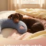 PawCalm